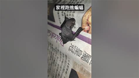 竹敢 怎麼念 蝙蝠跑進房間